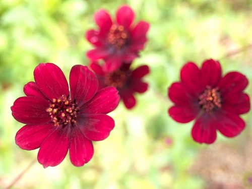 コスモスの花言葉は怖い 色別の花言葉の意味は 英語では 人生を楽しく過ごすための情報サイト