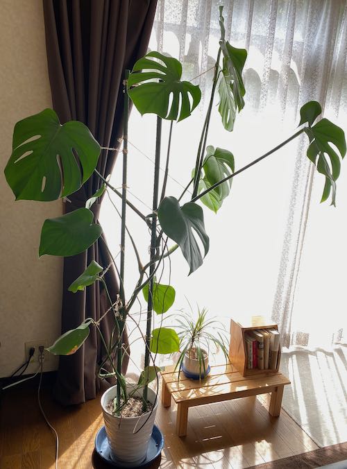 ダイソーの観葉植物は大きくなる 購入５年後のモンステラ 人生を楽しく過ごすための情報サイト