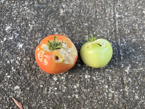 家庭菜園のトマトに穴があく