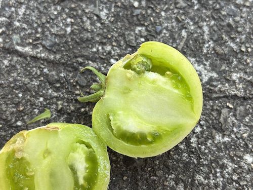 家庭菜園のトマトに穴があく