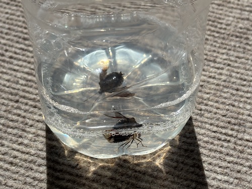 カメムシの捕獲器の作り方