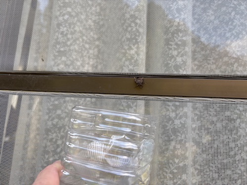 カメムシの捕獲器での捕まえ方