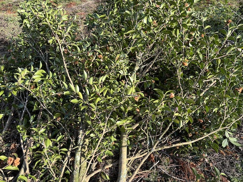 伐採後の枝の処理