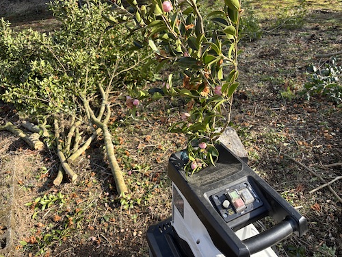 伐採後の枝の処理