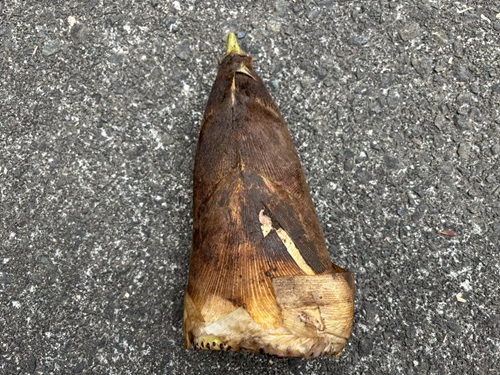 たけのこのあく抜きのやり方