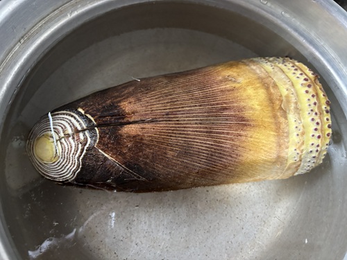 たけのこのあく抜きのやり方