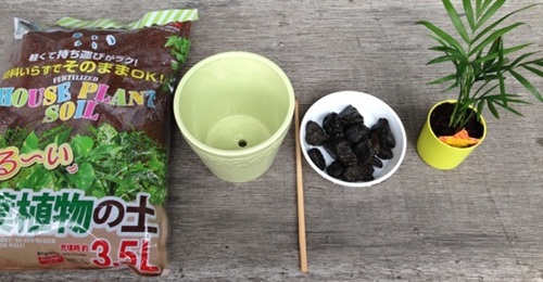 パキラの植え替え