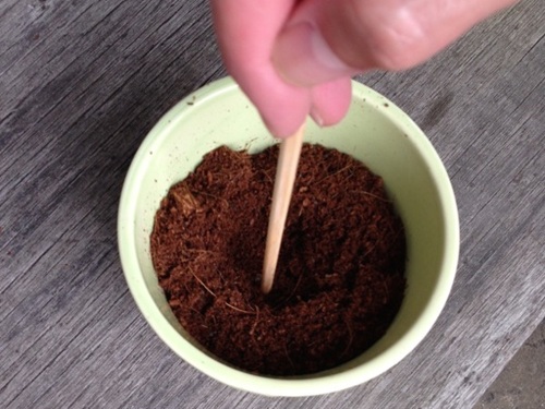 パキラ植え替え