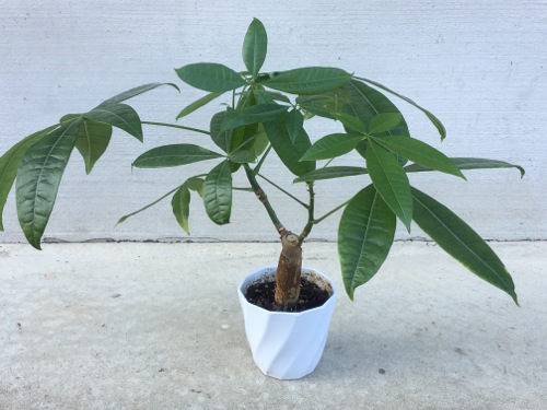 パキラの植え替え