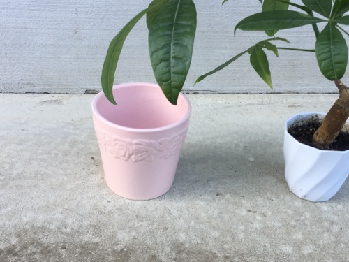 パキラの植え替え