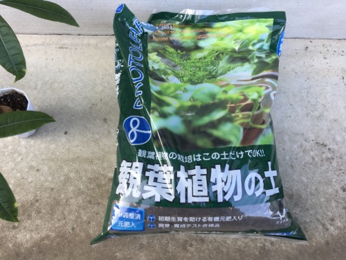 パキラの植え替え