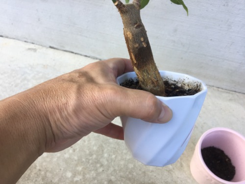 パキラの植え替え