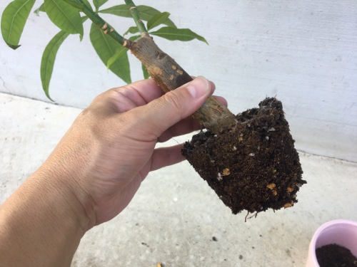パキラの植え替え