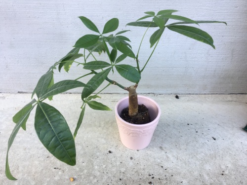 パキラの植え替え