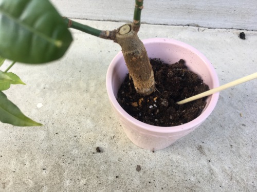 パキラの植え替え