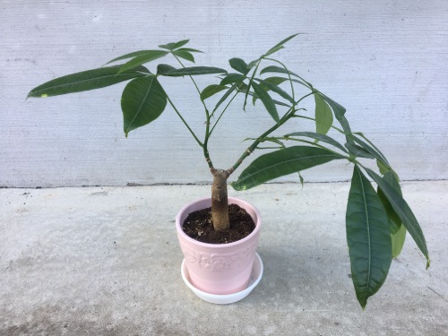 パキラの植え替え