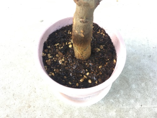 パキラの植え替え
