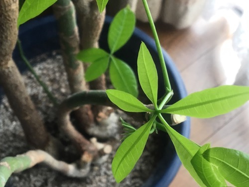 パキラの葉しわしわ
