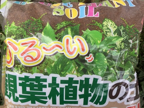 パキラ用土