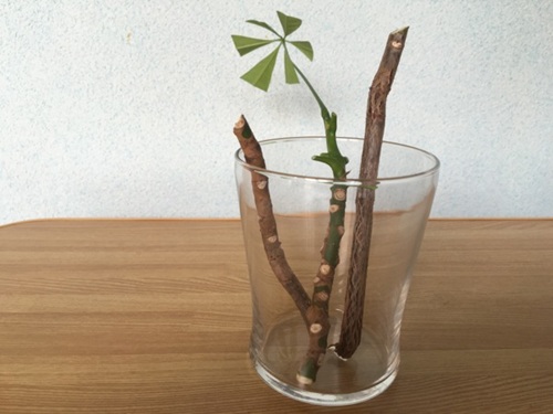 パキラの挿し木