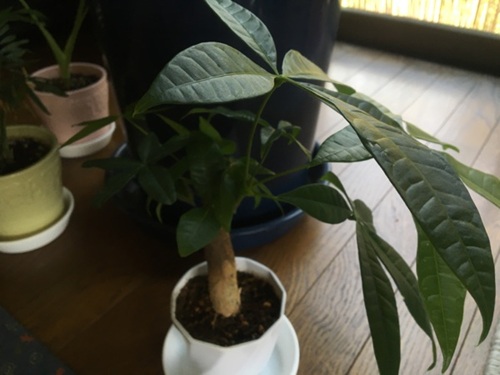 パキラ植え替え後の管理