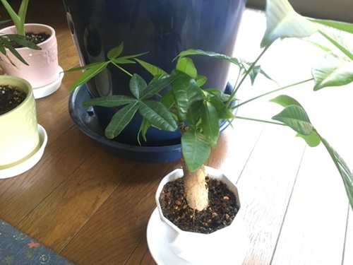 パキラ植え替え後の管理