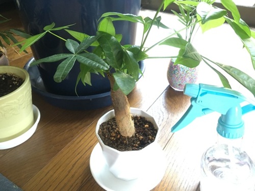 パキラ植え替え後の管理