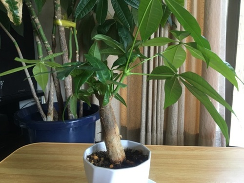 パキラ