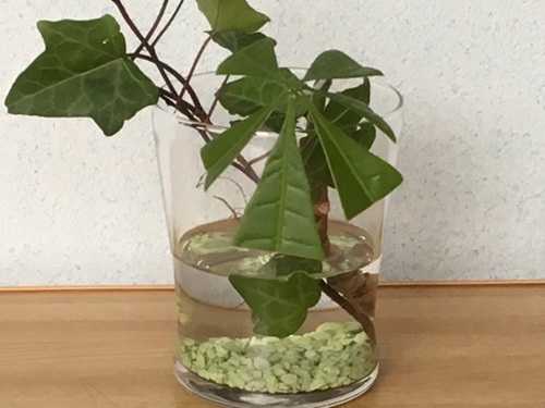 パキラ 挿し木