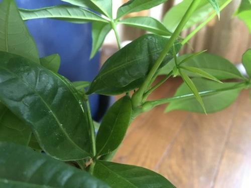 パキラの植え替え