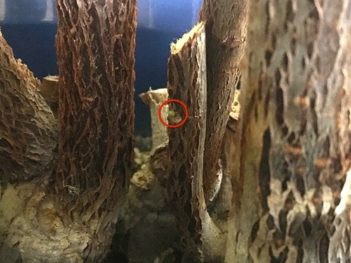 パキラの木質化した枝の剪定