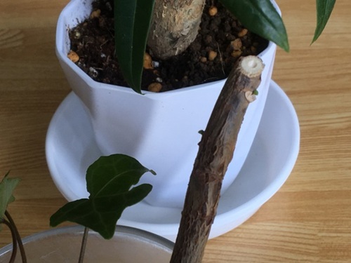 パキラの木質化した枝挿し木