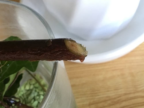 パキラの木質化した枝挿し木