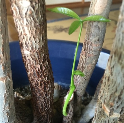 パキラの木質化した枝の剪定
