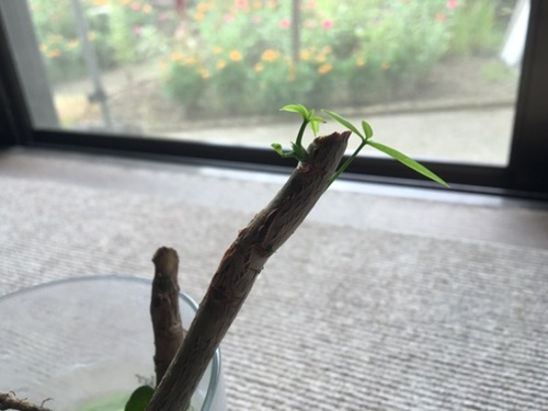 パキラの挿し木
