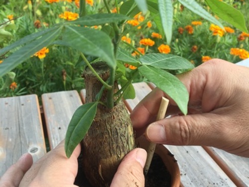 パキラの植え替え