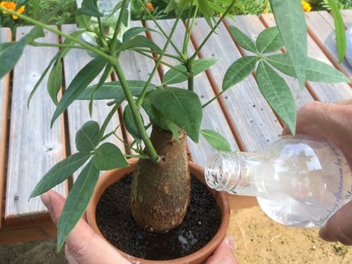 パキラ 水やり
