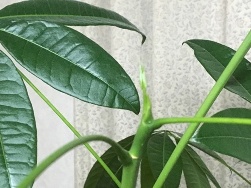 パキラ成長点