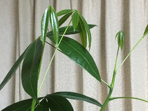 パキラ成長点