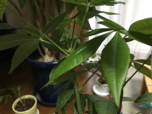 パキラ植え替え